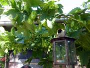 soleil du petit matin sur le houblon du jardin