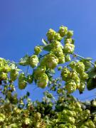 Notre houblon maison