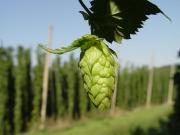 Chez notre producteur de houblon